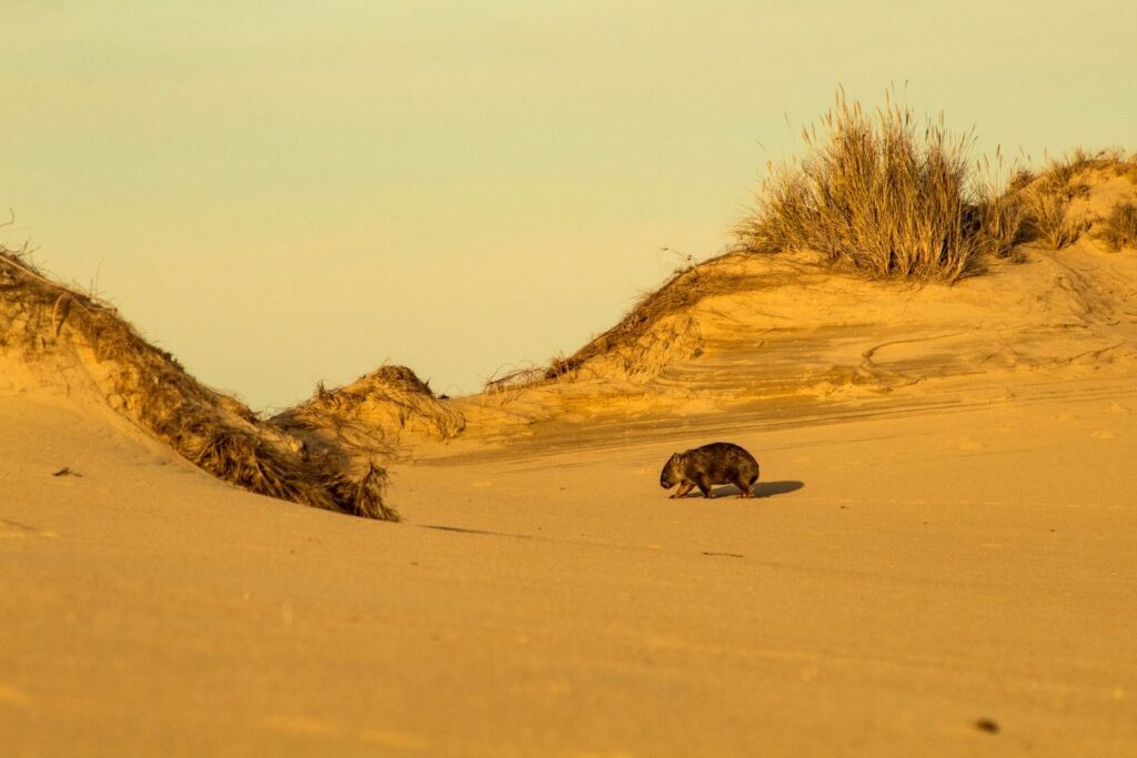 Wombat On The Move