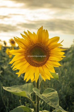 10 Pack Sunflower Electronic Wallpaper Pack